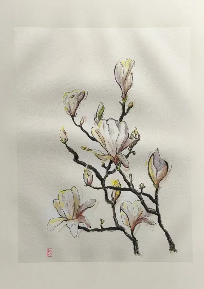 Magnolia
