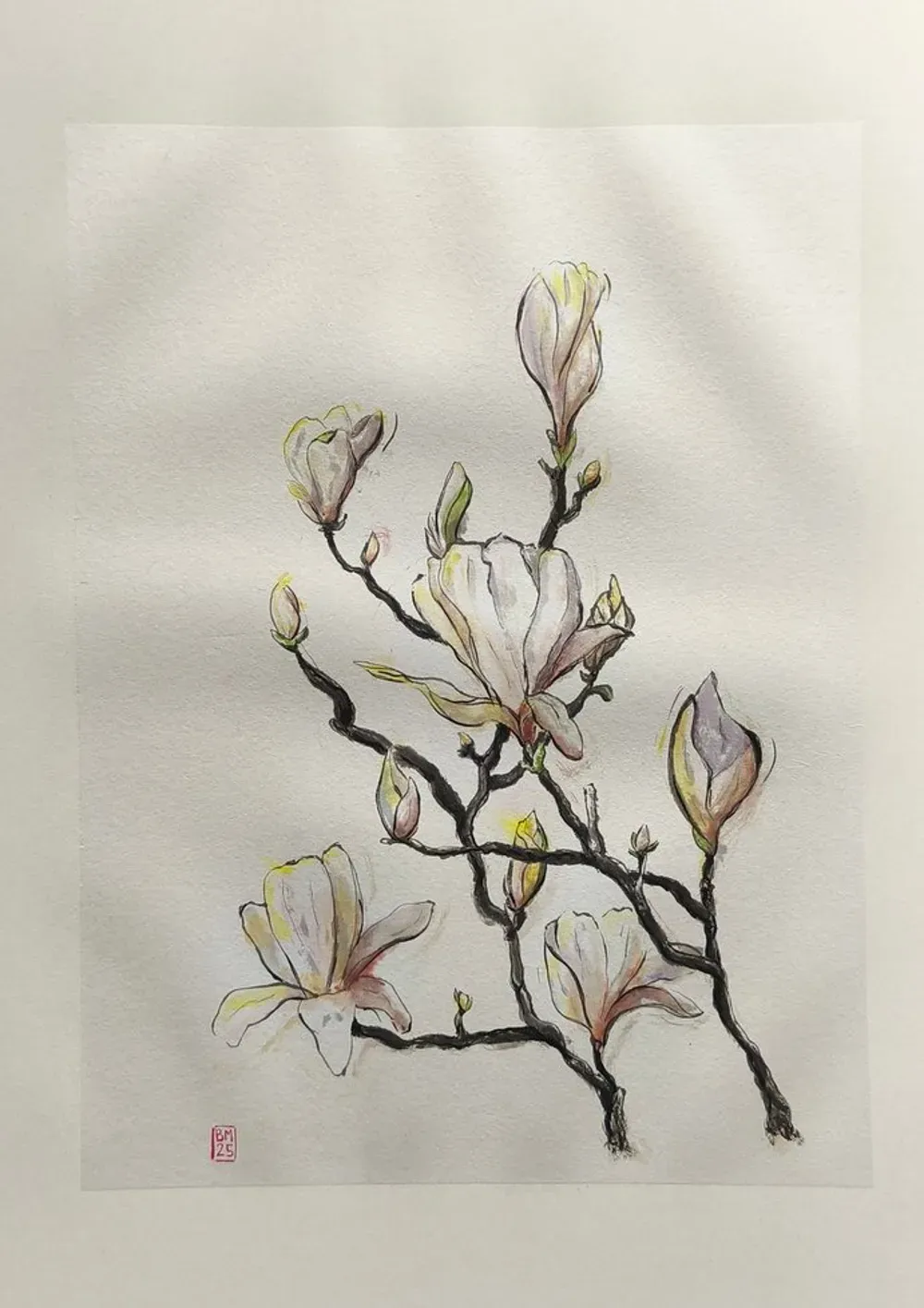 Dessin : Magnolia